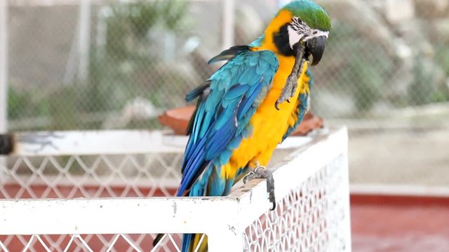 Close up colorful parrot macaw