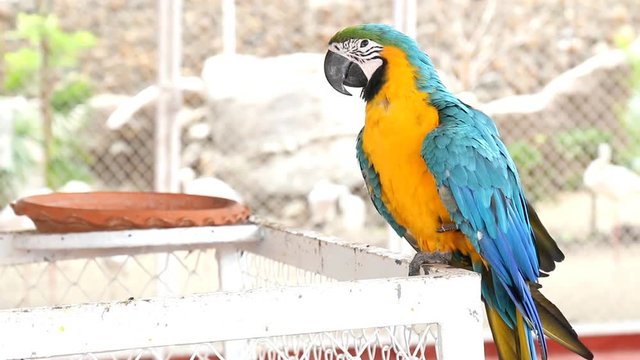 Close up colorful parrot macaw