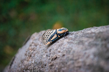 insect on the tree trunk