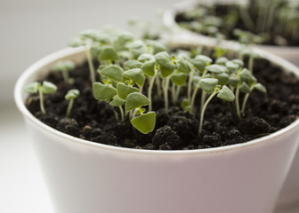 Ocimum basilicum. Basil seedlings in white pot. Green seedlings aromatic herb, young plants, leaves, gardening