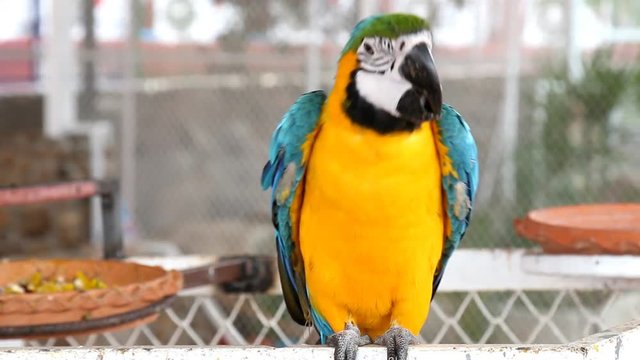 Close up colorful parrot macaw 