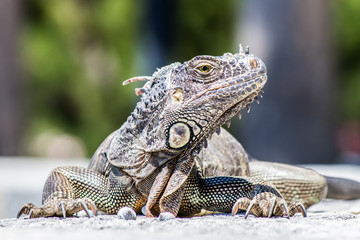 iguana