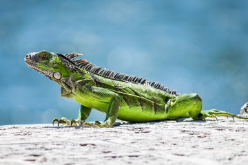 iguana