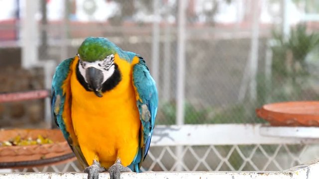 Close up colorful parrot macaw 