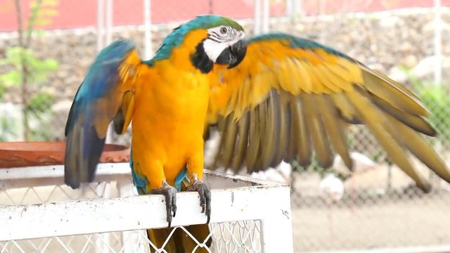 Close up colorful parrot macaw 