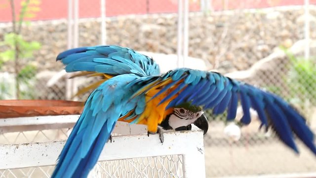 Close up colorful parrot macaw 