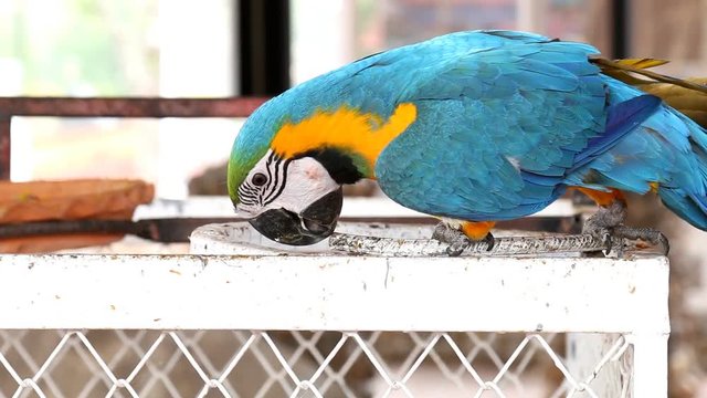 Close up colorful parrot macaw 