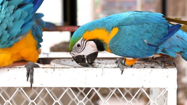Close up colorful parrot macaw 