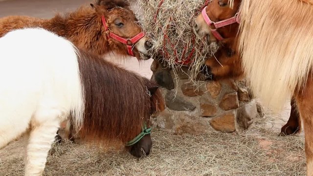 Tail of horse