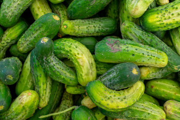 Freshly harvested cucumbers