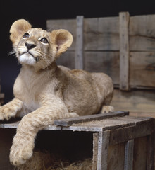lion on crate