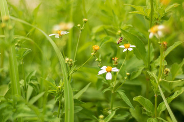 Small grass The pollen to bees and insects for food.