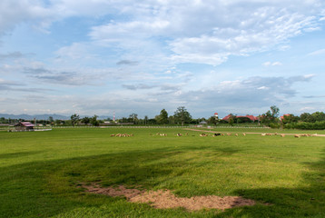 Fototapeta na wymiar Pasture with a variety of sheep.