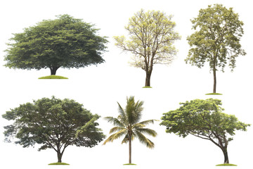 Set of Tree isolated on white background.coconut ,rain tree,burma padauk, pterocarpus macrocarpus.
