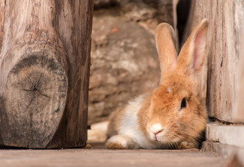 Brown Rabbit Sneak in the pile beside the cottage.