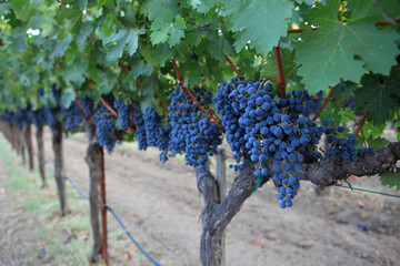 Vineyard, Napa Valley, California