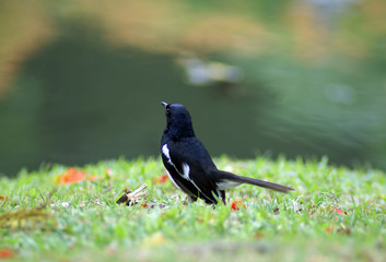 blackbird in the nature