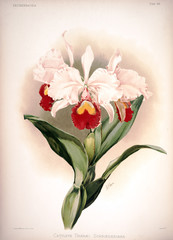 Illustration of flower