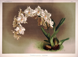 Ilustracja botaniczna kwiaty