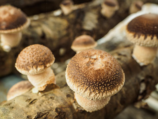 しいたけ 原木 栽培 きのこ 菌類