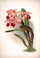 Illustration of flower