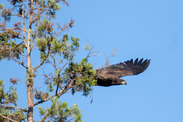 Fledgling