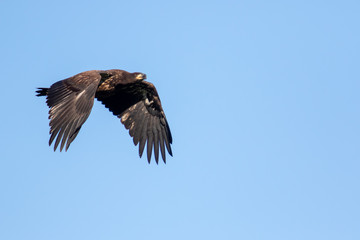 Fledgling