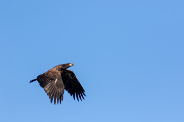 Fledgling