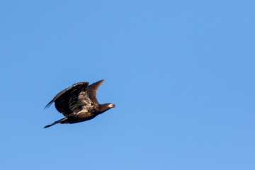 Fledgling in flight 1