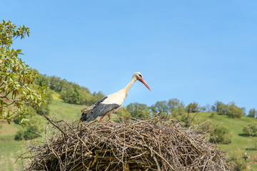 Nest of storks in Darreh Tafi village near Zarivar lake, Marivan, Iran