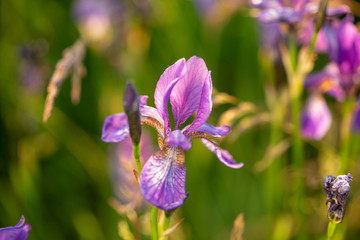 Flowering iris in a field at sunset. Open air.