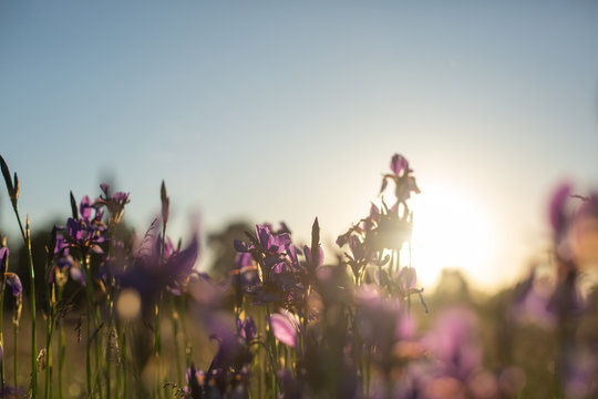 Flowering iris in a field at sunset. Open air.