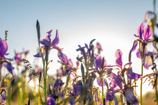 Flowering iris in a field at sunset. Open air.