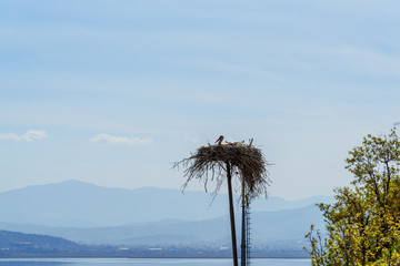 Obraz premium Nest of storks in Darreh Tafi village near Zarivar lake, Marivan, Iran