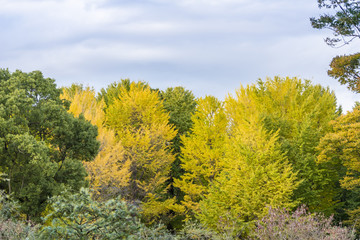 黄葉した森の木々