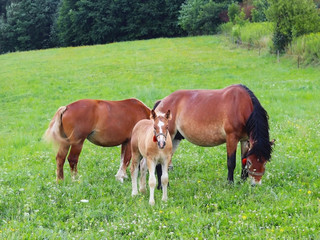 Naklejka na ściany i meble A family of red workhorses grazes on lush green grass. Stallions and adult traction horses. Animal husbandry and farming. Education of the offspring and adulthood. Ecology of production and human help