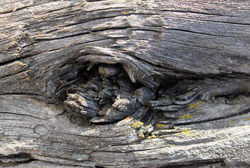 The old wood texture with natural patterns. Inside the tree background. Old grungy and weathered grey wooden wall planks texture background