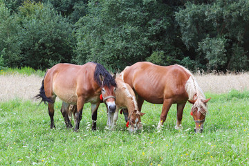 Naklejka na ściany i meble A family of red workhorses grazes on lush green grass. Stallions and adult traction horses. Animal husbandry and farming. Education of the offspring and adulthood. Ecology of production and human help