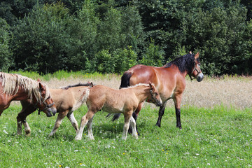 Obraz na płótnie Canvas A family of red workhorses grazes on lush green grass. Stallions and adult traction horses. Animal husbandry and farming. Education of the offspring and adulthood. Ecology of production and human help