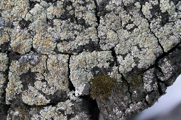 Lichen moss growing on the bark of a tree. Texture of tree bark with dry moss.