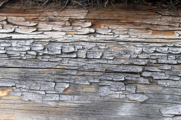 The old wood texture with natural patterns. Inside the tree background. Old grungy and weathered grey wooden wall planks texture background