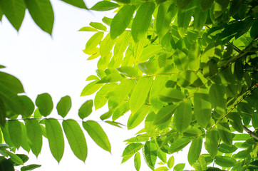 the leaves of the walnut tree against the sky