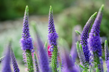 Close - up of beautiful purple flowers. blurred background