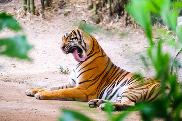 Fototapeta premium Siberian tiger (Panthera tigris altaica), also known as the Amur tiger.