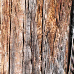 The old wood texture with natural patterns. Inside the tree background. Old grungy and weathered grey wooden wall planks texture background