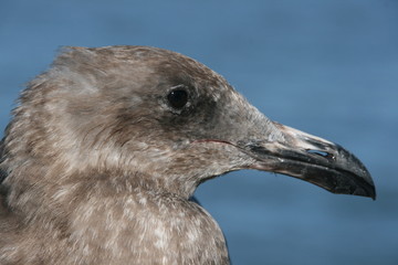 Seagull Profile