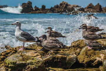 Seagulls Looking Left