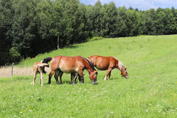 A family of red workhorses grazes on lush green grass. Stallions and adult traction horses. Animal husbandry and farming. Education of the offspring and adulthood. Ecology of production and human help