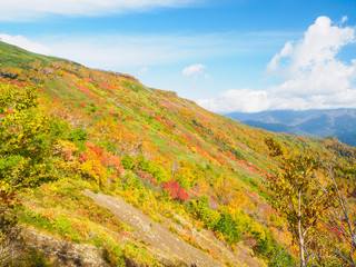 大雪山の紅葉