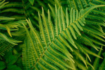 Green fern leaves in sunlight. Textured background of a tree.